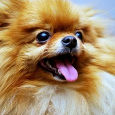 Схема вышивки «пухнатик»