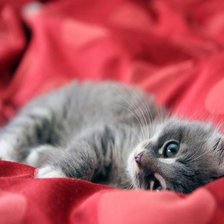 Схема вышивки «Котенок»