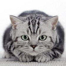 Схема вышивки «Вискас»