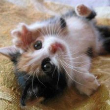 Схема вышивки «Муська»