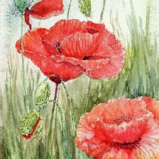 Схема вышивки «маки»