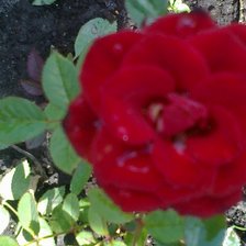 Схема вышивки «роза»