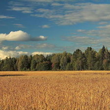 Схема вышивки «pole»
