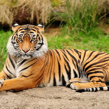 Схема вышивки «Большая кошка»