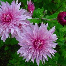 Хризантемы