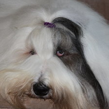 Схема вышивки «Лекса»