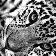 Схема вышивки «Тигр»