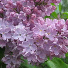 Схема вышивки «Сирень»