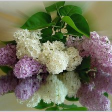 Сирень на стекле