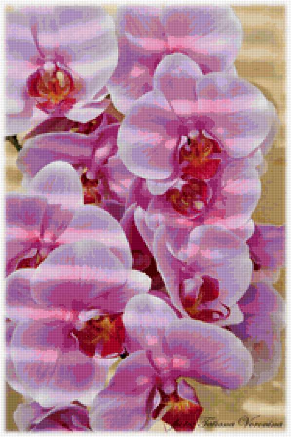 орхидея - орхидея, цветы - предпросмотр