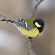 Схема вышивки «синичка»