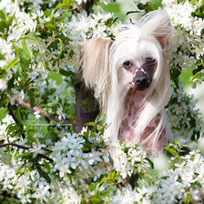 Схема вышивки «№101118»