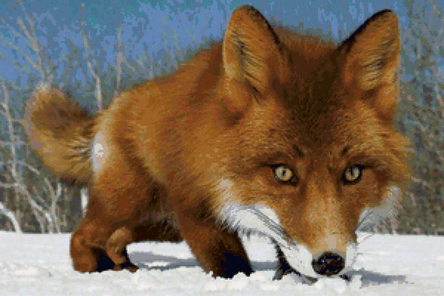 Лиса - лисы, животные - предпросмотр