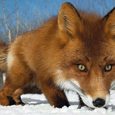 Схема вышивки «Лиса»