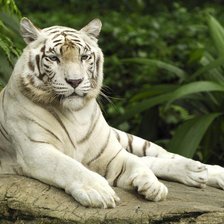 Схема вышивки «Белый тигр»