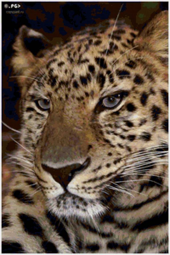 Тигр - тигры, кошки, животные - предпросмотр