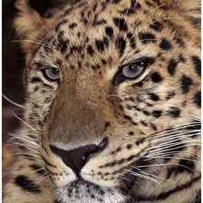 Схема вышивки «Тигр»