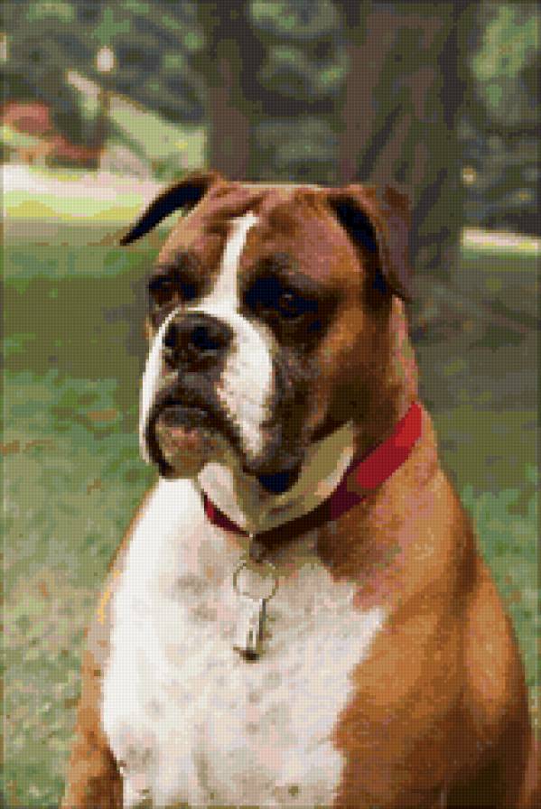 собачка - животные, собака - предпросмотр