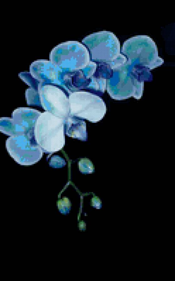 Орхидея - цветы, растения, орхидея - предпросмотр