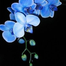 Схема вышивки «Орхидея»