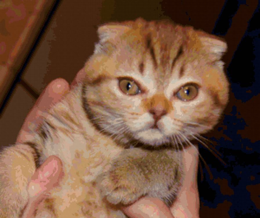 Котенок - животные, кошка, котенок - предпросмотр