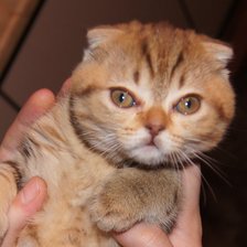 Схема вышивки «Котенок»