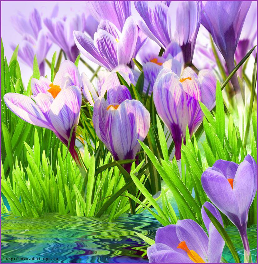 первоцвет - цветы - оригинал