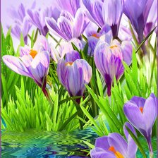 Схема вышивки «первоцвет»