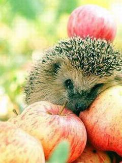 ёжик в яблоках - ежик, животные, яблоки, фрукты - оригинал