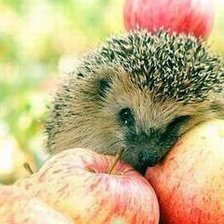 Схема вышивки «ёжик в яблоках»