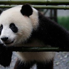 Схема вышивки «панда»