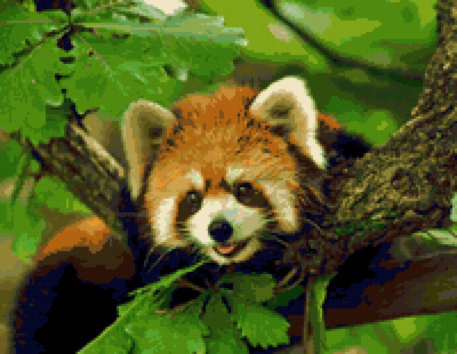 Малая панда - животные, красная, малая, панда - предпросмотр