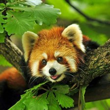 Схема вышивки «Малая панда»