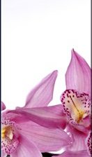 Схема вышивки «№2»