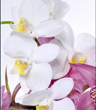 Схема вышивки «№1»