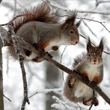 Схема вышивки «лесная пара»