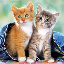 Схема вышивки «Котята»