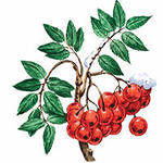 Схема вышивки «Куст рябины»