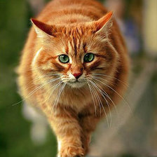 Схема вышивки «Рыжий»