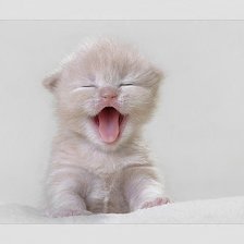 Схема вышивки «№102267»