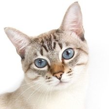 Схема вышивки «Кошка»