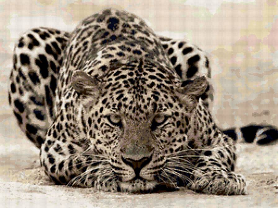 кошечка - предпросмотр