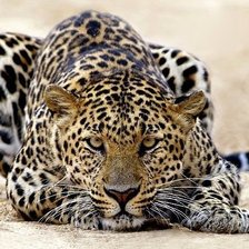 Схема вышивки «кошечка»