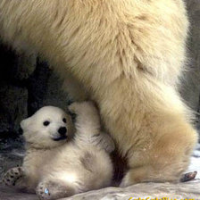 Схема вышивки «Белый медвежонок»
