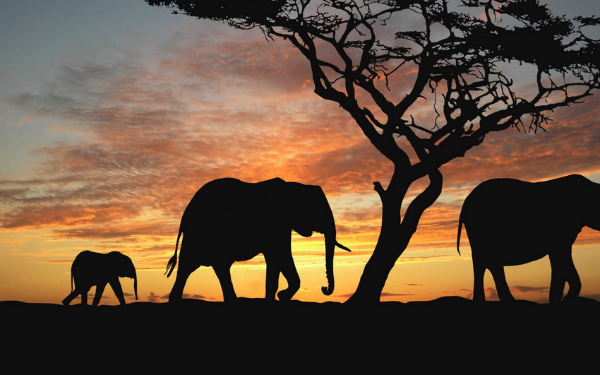 саванна 2 - оригинал