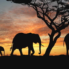 Схема вышивки «саванна 2»