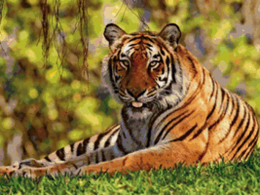 Тигр - звери, животные, кошки, природа - предпросмотр