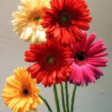 Схема вышивки «герберы»