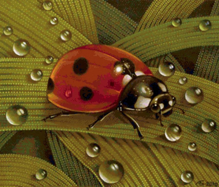 Божья коровка - насекомые, божьи коровки - предпросмотр