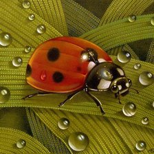 Божья коровка